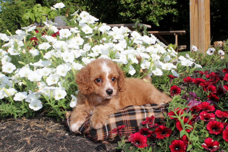 puppy, for, sale, Cavapoo, Matthew B. Stoltzfus, dog, breeder, Gap, PA, dog-breeder, puppy-for-sale, forsale, nearby, find, puppyfind, locator, puppylocator, aca